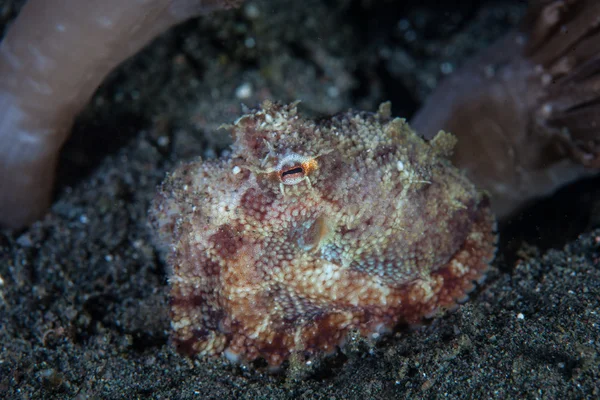 Маленький осьминог на черном песке — стоковое фото