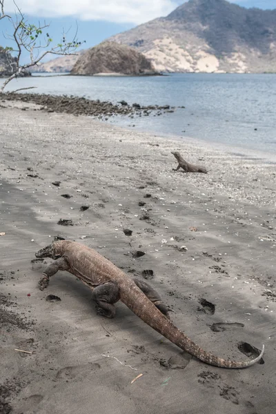 Dragões de Komodo na praia — Fotografia de Stock