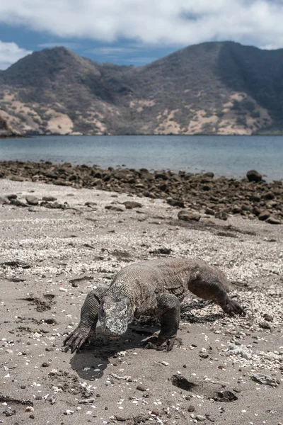 Dragão de Komodo na praia — Fotografia de Stock