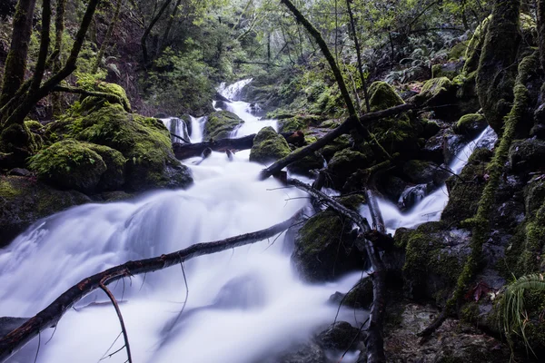 Stream Flowing Through Beautiful Forest — Stock Photo, Image
