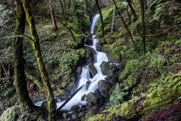 Forest Stream i Kalifornien — Stockfoto