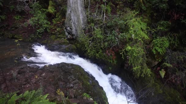 小溪的流水穿过森林 — 图库视频影像
