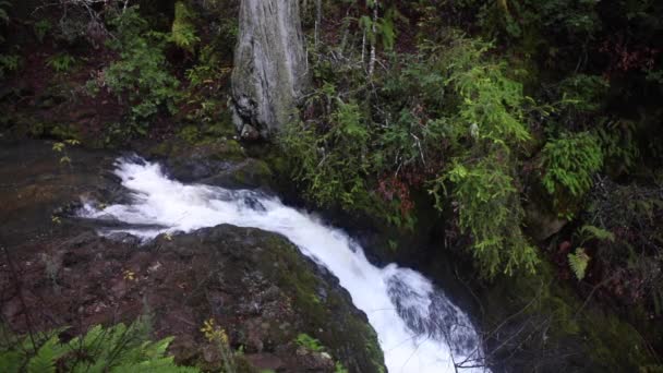 Fluxo que flui através da floresta — Vídeo de Stock