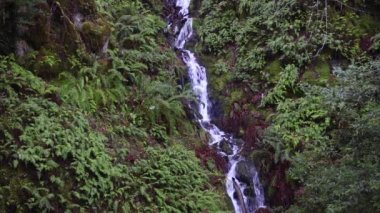 Ormanın içinden akan dere