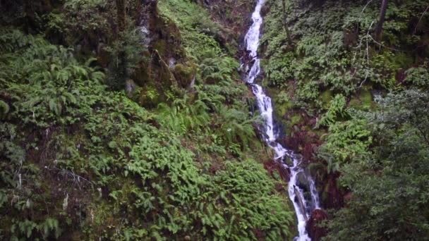 Stream Flowing Through Forest — Stock Video