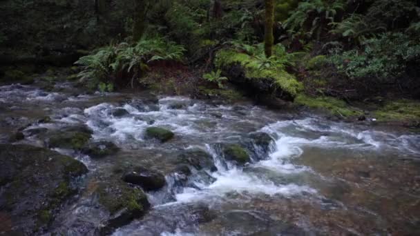 Bach fließt durch malerischen Wald — Stockvideo