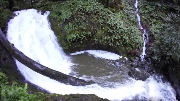 Водопад, текущий в лесу — стоковое видео