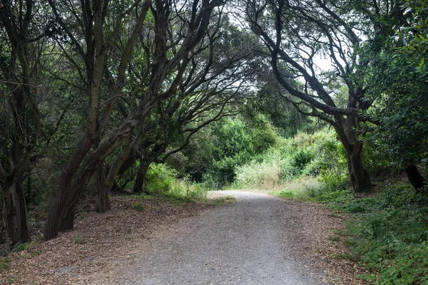 Estrada de terra através do parque da Califórnia — Fotografia de Stock