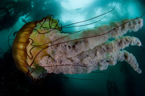 Sea Nettle and Kelp Forest — Stock Photo, Image