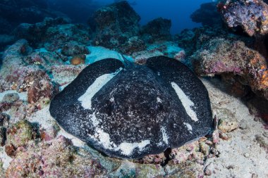 Zemine üzerinde siyah başlıdırlar Stingray