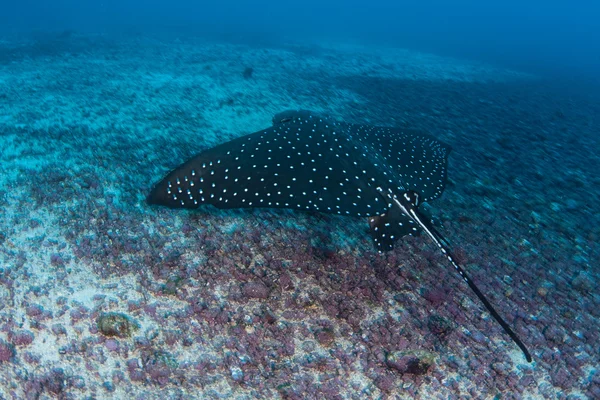 Benekli eagle ray — Stok fotoğraf