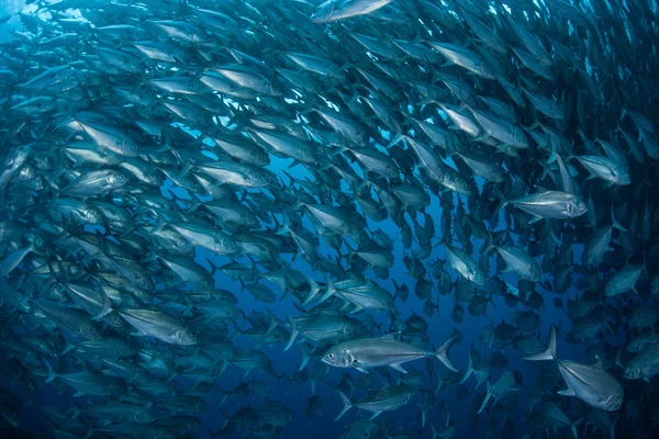 Peixes Escolares em Água Azul — Fotografia de Stock
