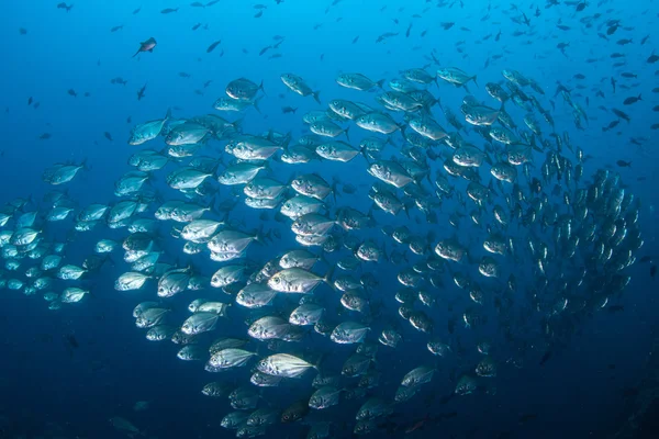 Schooling Fish Near Cocos Island — Stock Photo, Image