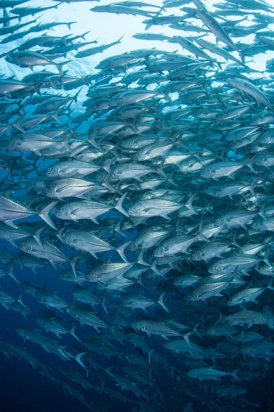 Schooling Jacks in Blue Water — Stock Photo, Image