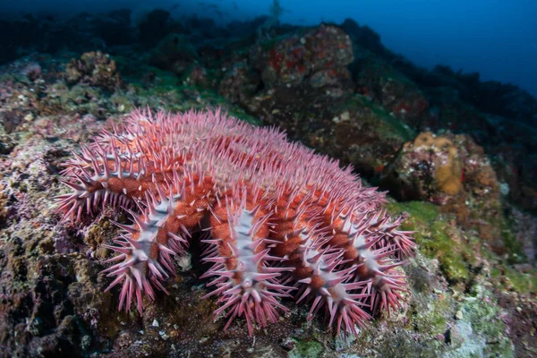 Kleurrijke kroon van doornen Starfish — Stockfoto