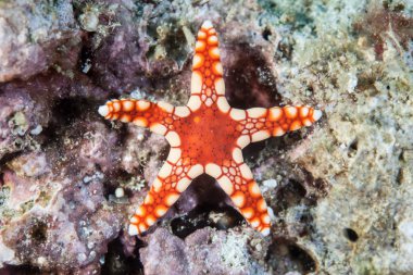 Kızıl Deniz yıldızı