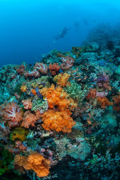 Färgglada mjuka koraller i tropiska Stilla havet — Stockfoto