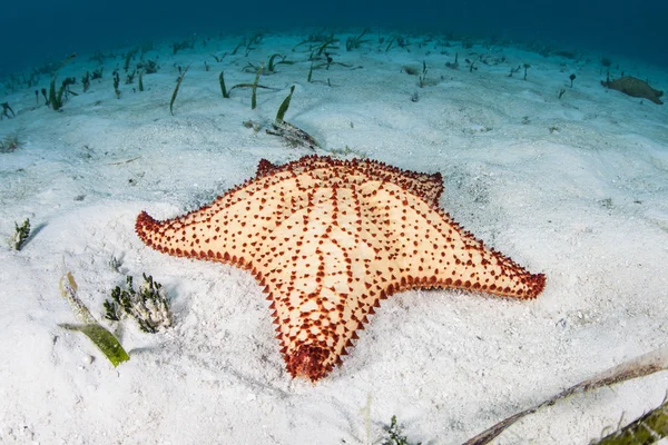 West Indian Sea Star on Sand — Stock Photo, Image