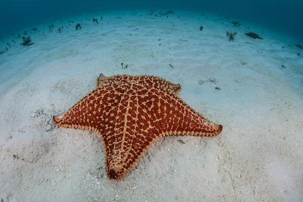 Estrella de mar sobre arena —  Fotos de Stock