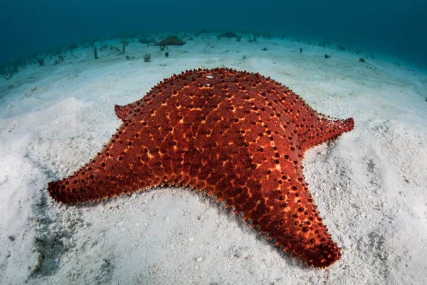 Estrella roja del mar —  Fotos de Stock