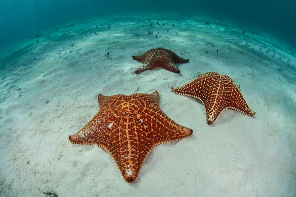 West Indian Sea Stars Stock Photo