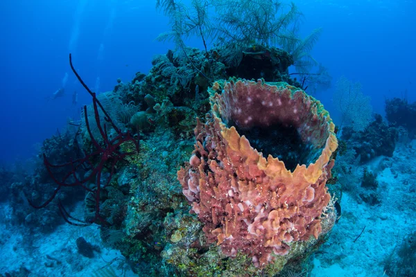 Spugne nel Mar dei Caraibi — Foto Stock