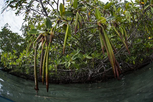 Мангрових насіння і мангрових лісів — стокове фото