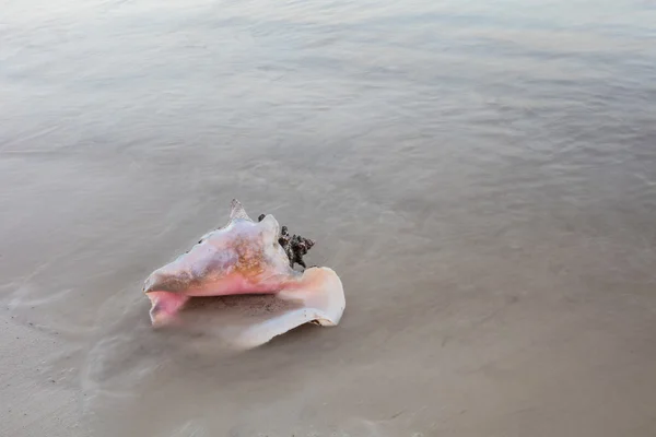 Queen Conch on Beautiful Beach — Stock Photo, Image