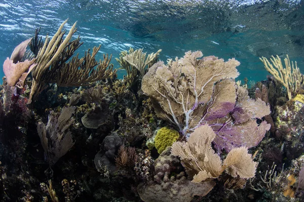 Belize Coral Reef — Zdjęcie stockowe
