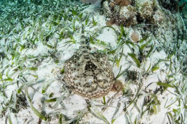 Karayip Denizi içinde sarı Stingray