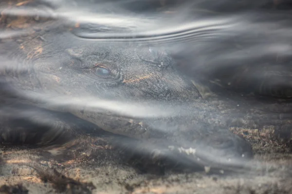 Amerikan timsahı sualtı — Stok fotoğraf
