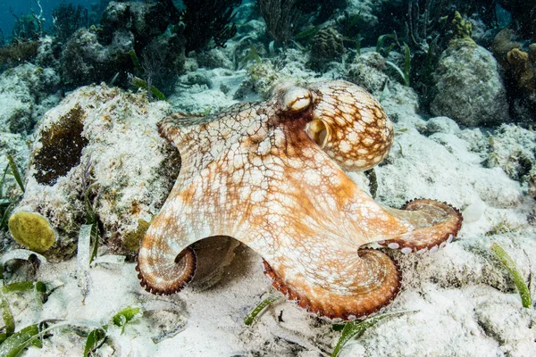 Pulpo explorando arrecife — Foto de Stock