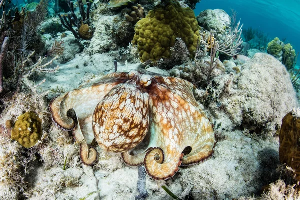 カリブ礁のタコ — ストック写真
