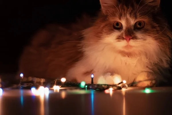 Mutlu kedi yan yatar