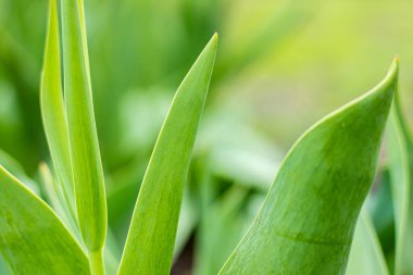 Büyük yeşil yaprakların arkaplanı yakın plan alt metni.