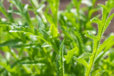 Yeşil santral, yakın plan. Arkaplan resmi.