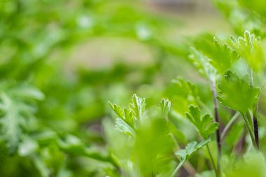 Yeşil santral, yakın plan. Arkaplan resmi.