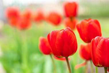 Bahçede kırmızı laleler açar..