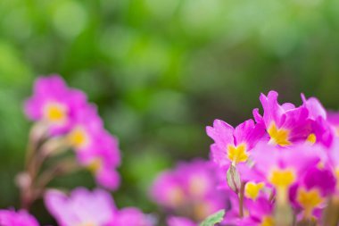 Yeşil arka planda yaz leylağı çiçekleri.