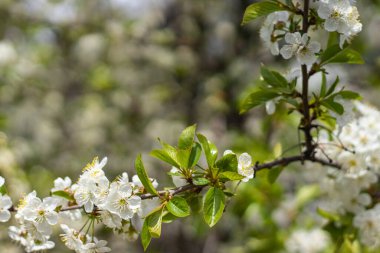 Yaz ağacı çiçek açıyor. Kiraz dalında beyaz tomurcuklar.