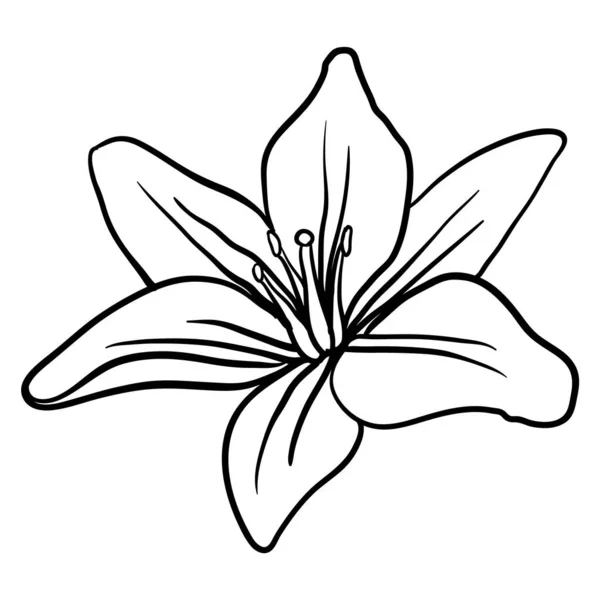 Krásný Květinový Rám Foliage Text Rozdělovač Elegantním Květinovým Listy Monochromatické — Stockový vektor