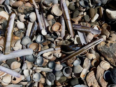 Farklı fayanslar, farklı dokular deniz kıyısındaki renkli deniz kabukları. Seçici odak