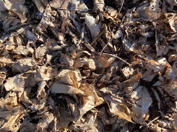 Dry, last year\'s leaves on the ground.