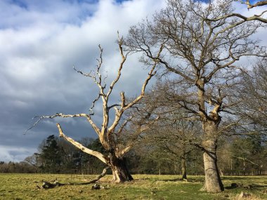 Sonbaharda parkta yapraksız iki ağaç, arka planda gökyüzünde bulutlar.