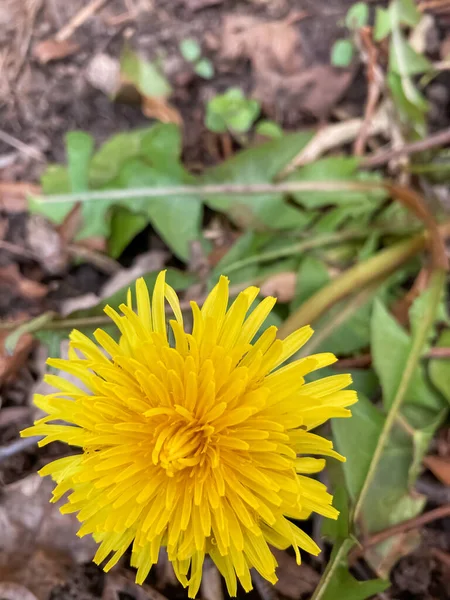 Yeşil çimlerin üzerinde sarı karahindiba