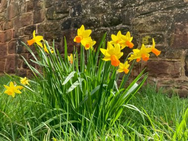 Yeşil çimlerin üzerindeki sarı nergisler. Seçici odak