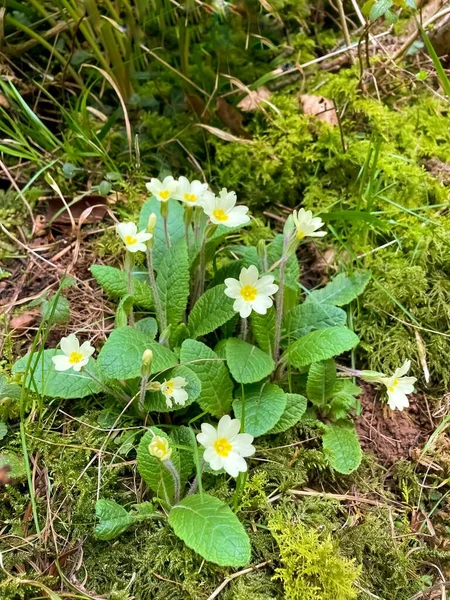 Ormanda yabani sarı çuha çiçekleri.