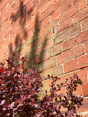 Kahverengi tuğla duvarda küçük yapraklar.