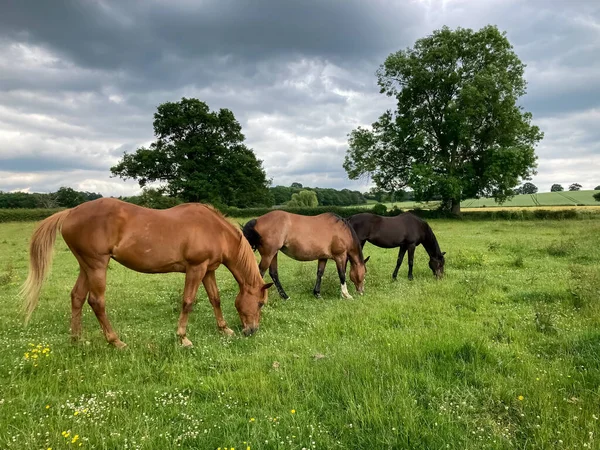 İki kahverengi ve bir siyah at yeşil bir çayırda otluyor..