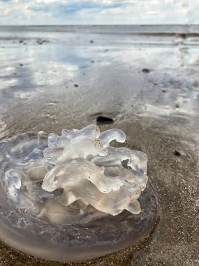 Dalgalar çekildiğinde kumdaki şeffaf denizanaları, yakın çekim..